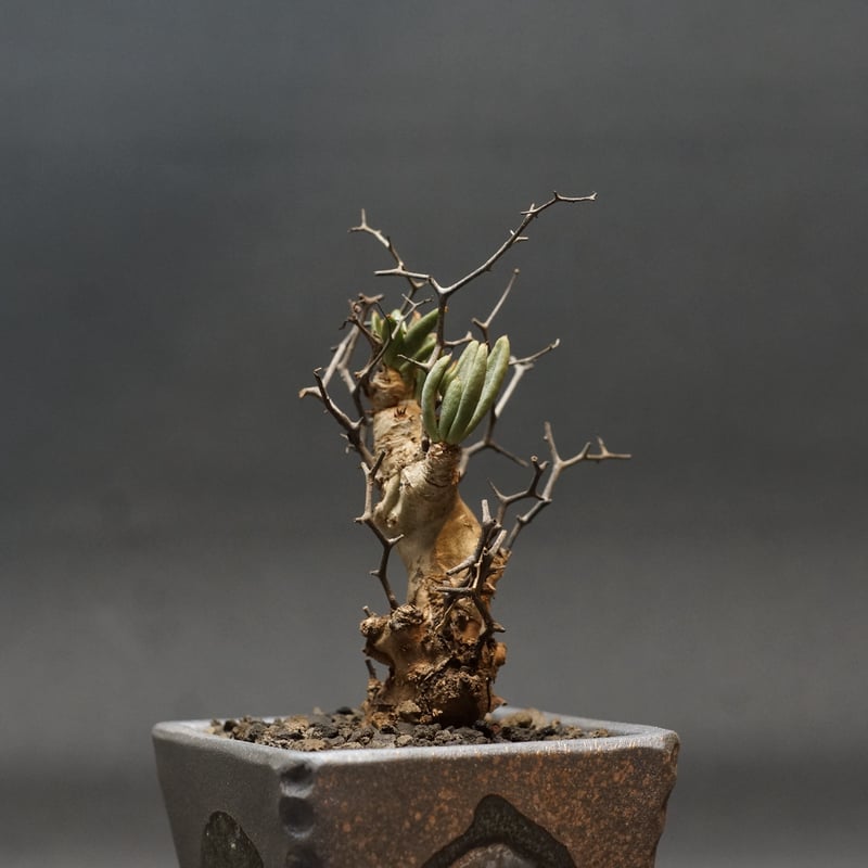 Tylecodon reticulatus