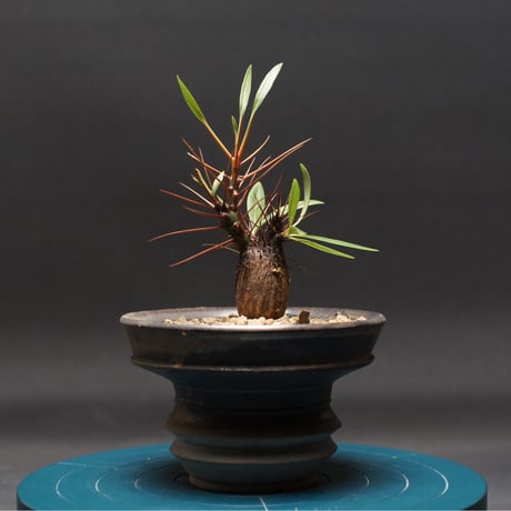 フォークイエリア | STORES