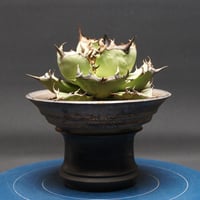 アガベ チタノタ【狼牙】 "Agave titanota" 管理2622