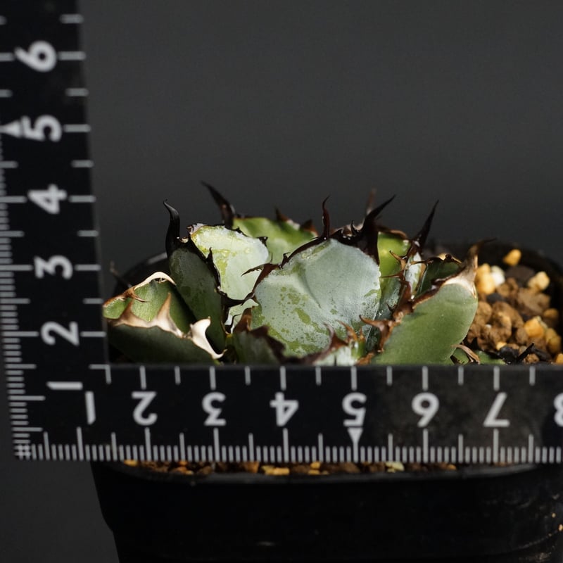 Agave titanota Agave titanota