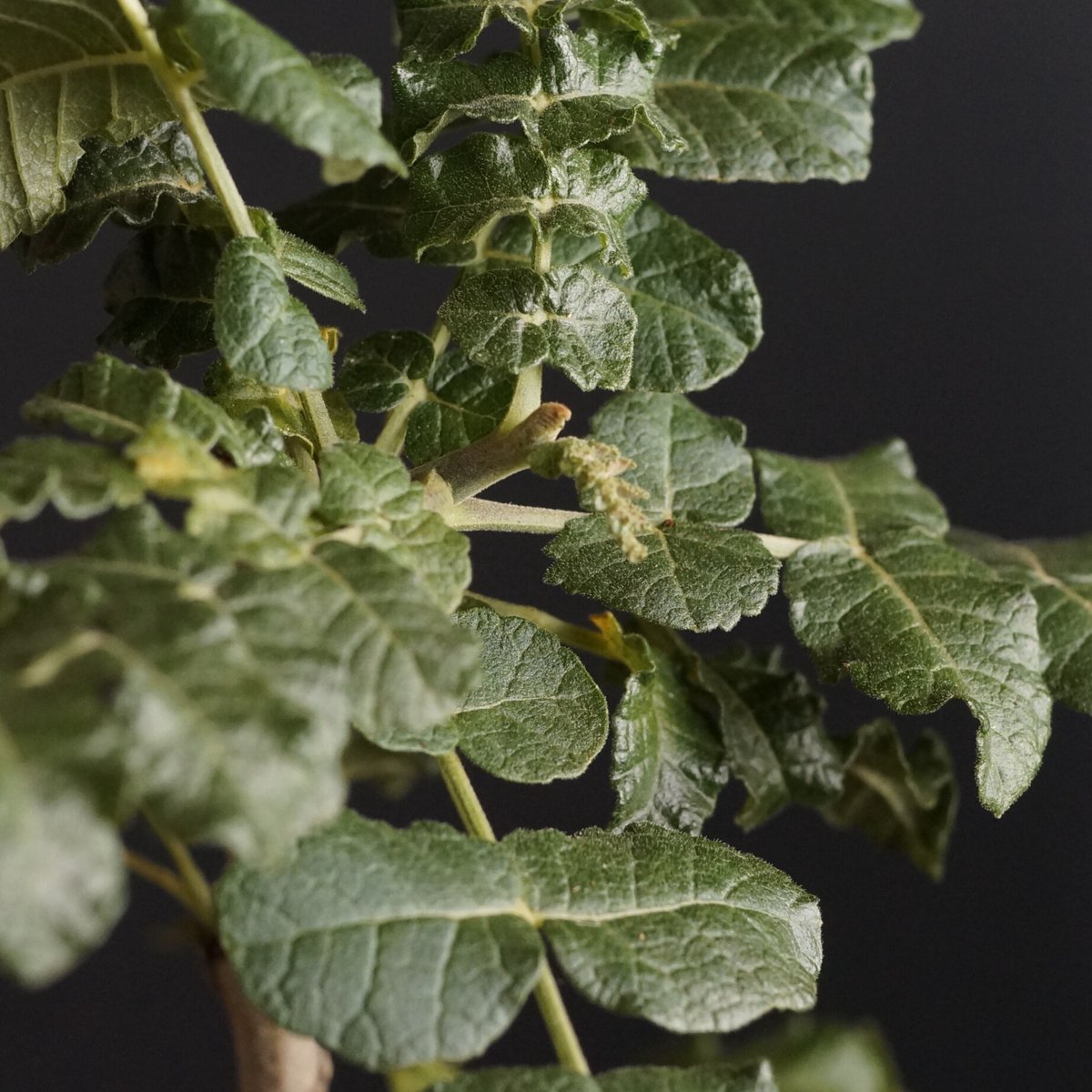 Boswellia sacra