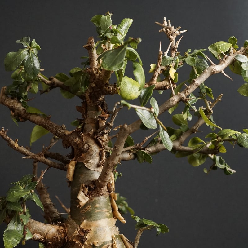 Commiphora habessinica