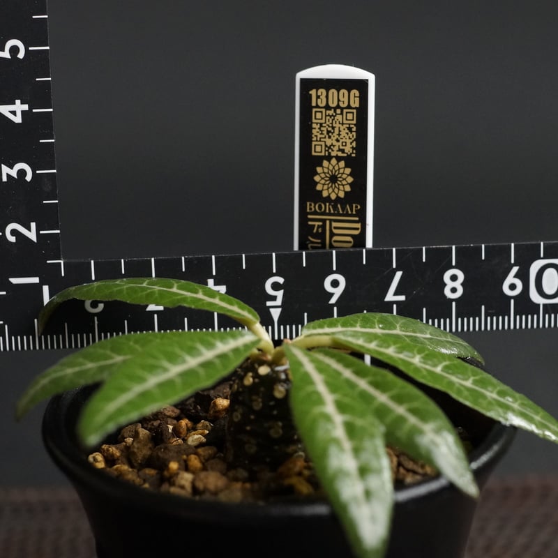Dorstenia lancifolia