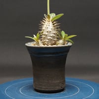 Boswellia nana