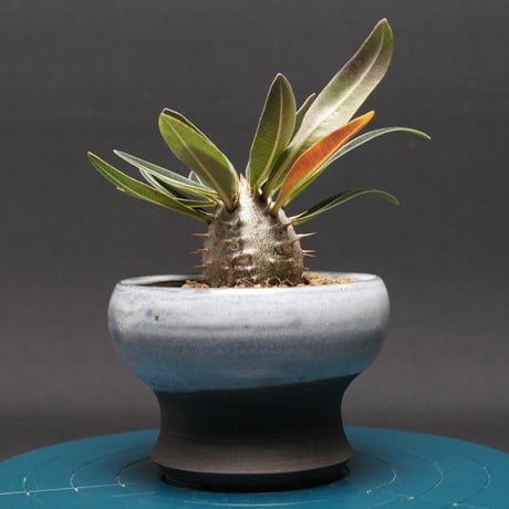 パキポディウムグラキリス | STORES