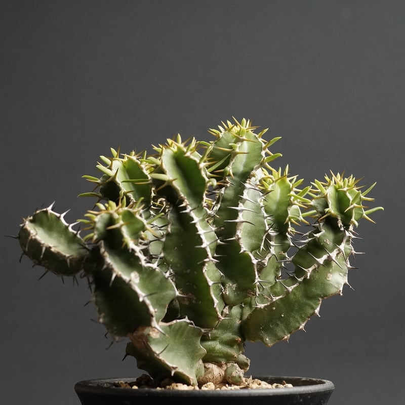 Euphorbia graniticola
