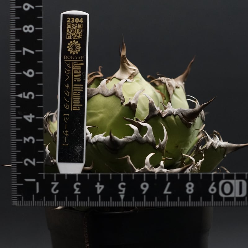 Agave titanota