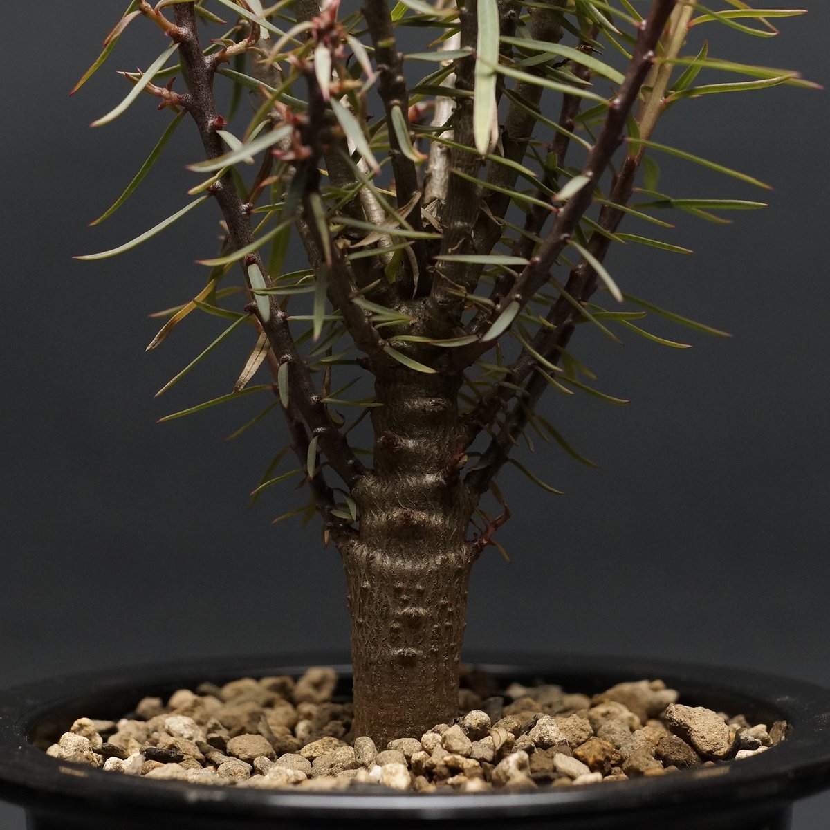 Euphorbia balsamifera