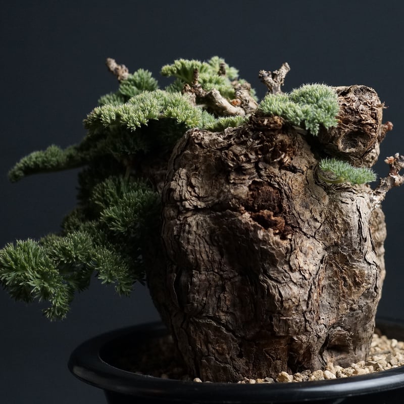 pelargonium triste