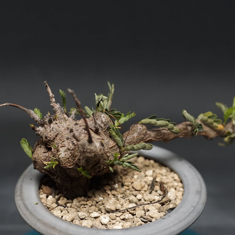 B Sennameridionalis-センナ・メリディオナリス 海外実生発根済 センナ メリディオナリス 実生株 Senna meridionalis 001 | Sunny