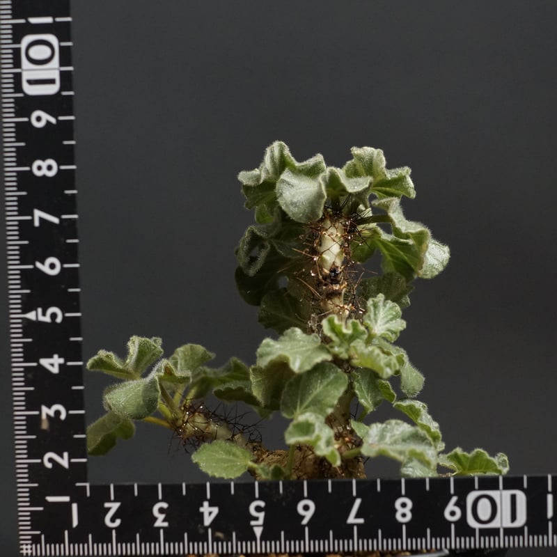 Jatropha marginata