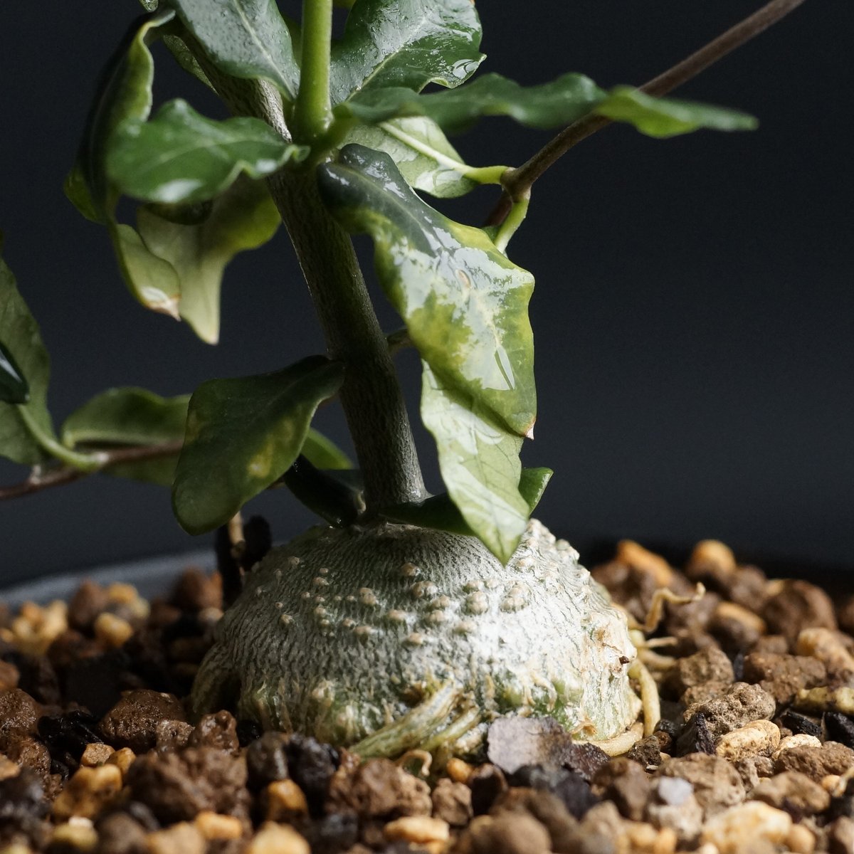 Fockea edulis
