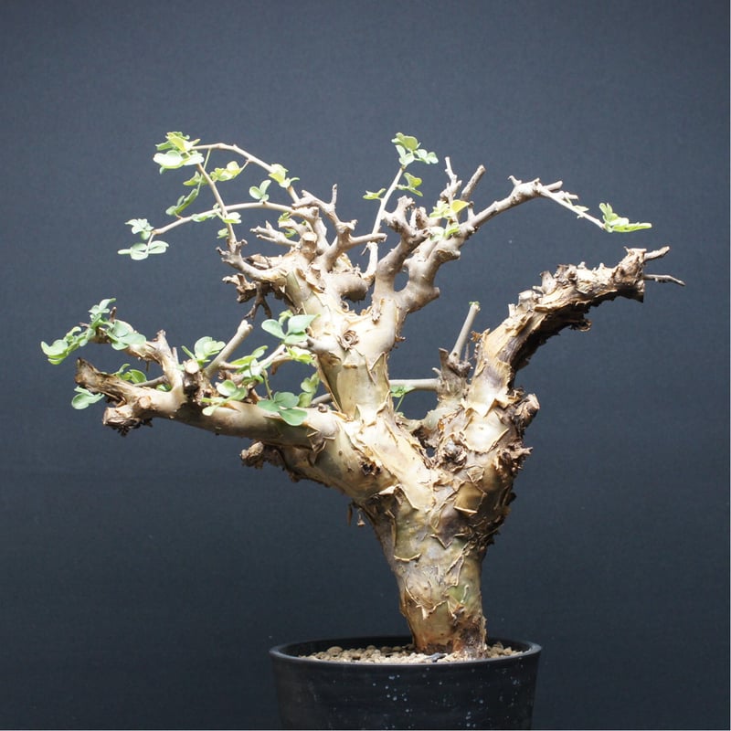 コミフォラ　ストックシアナ　現地球　発根済み　白　ぺりぺり コミフォラ ストックシアナ 現地球 発根済み 白 ぺりぺり