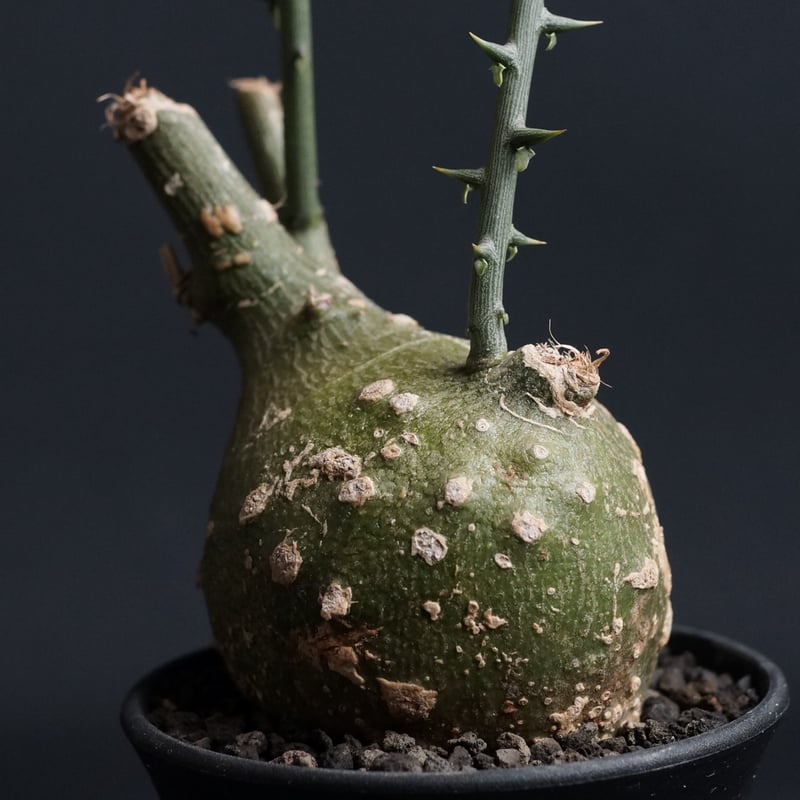 Adenia globosa