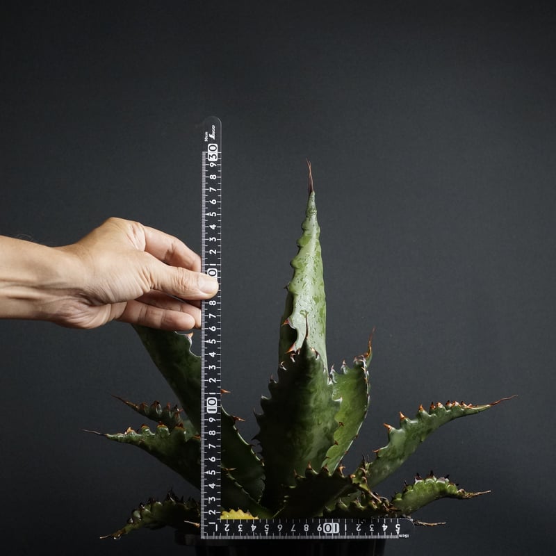 Agave gentryi 'Jaws' Agave gentryi 'Jaws'