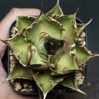 Agave Ripple Effect