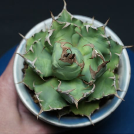 アガベ チタノタ【ドワーフ】 "agave titanota" 管理2657