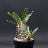 その他観葉植物 Adenia Viridiflora Adenia viridiflora