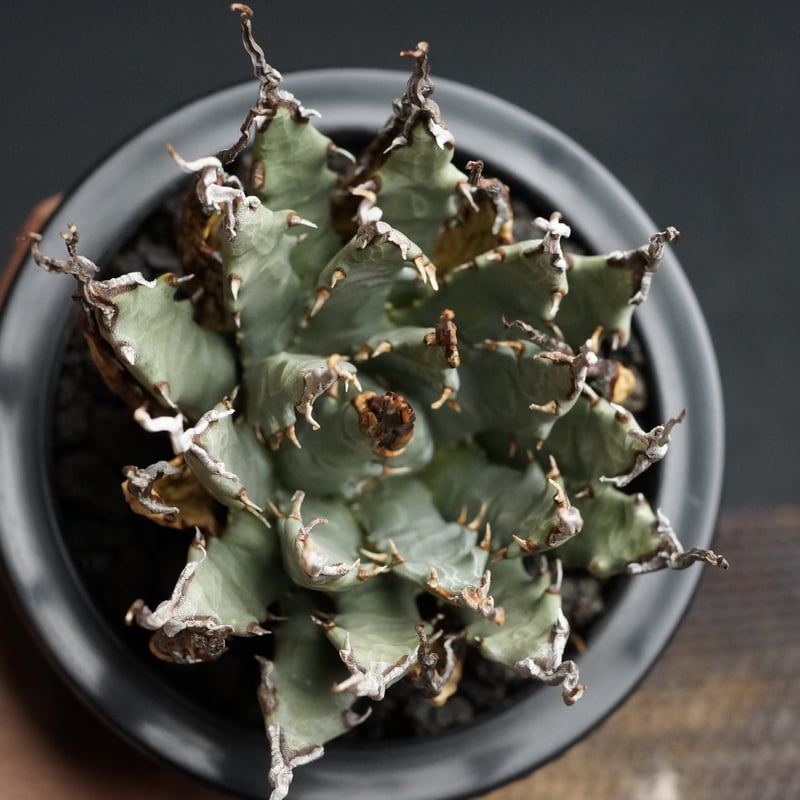 Agave utahensis var. eborispina