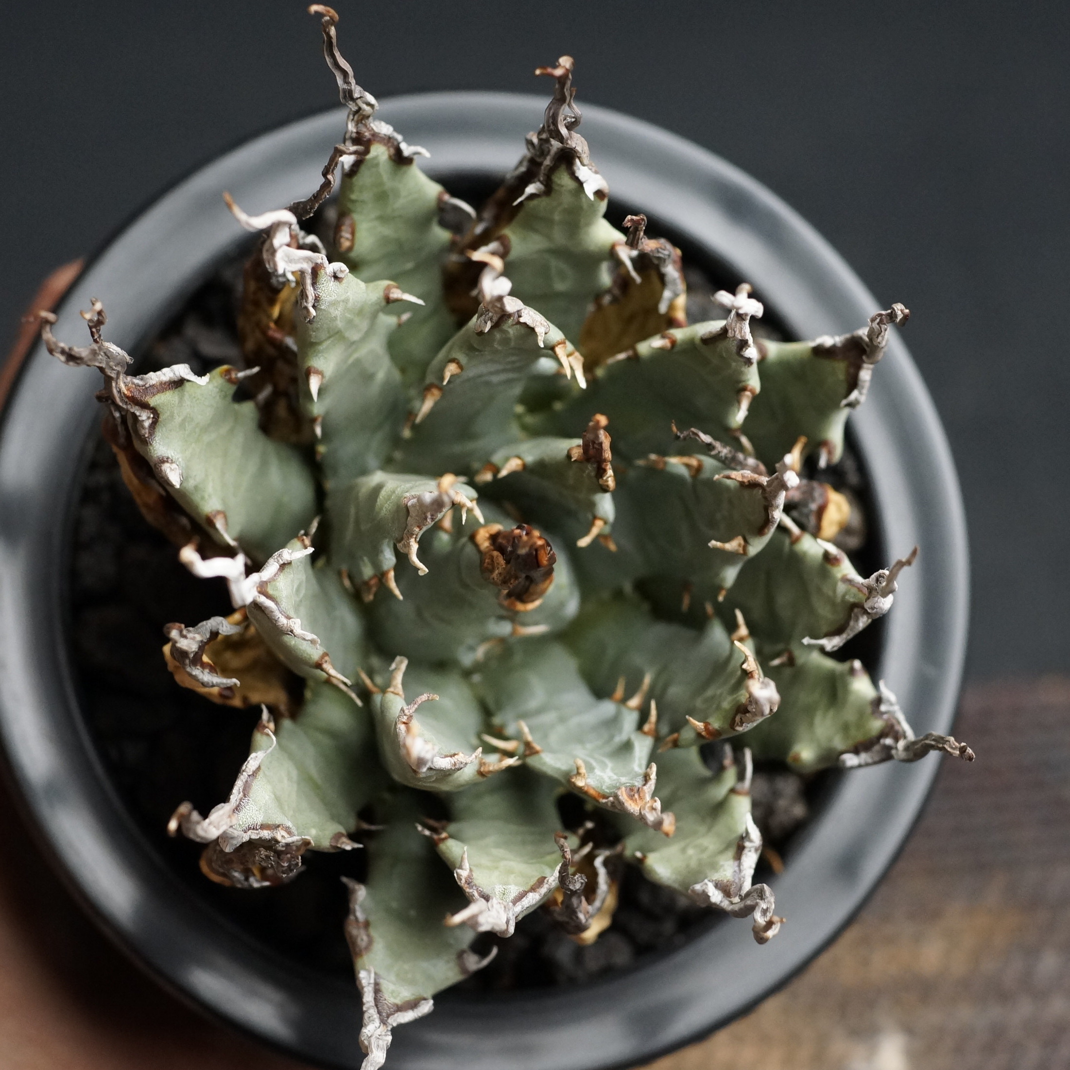 Agave utahensis var. eborispina