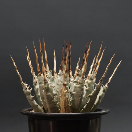 アガベ　エボリ アガベ エボリ