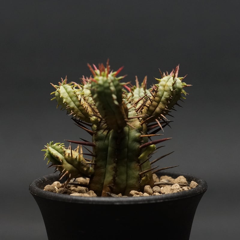 Euphorbia ferox