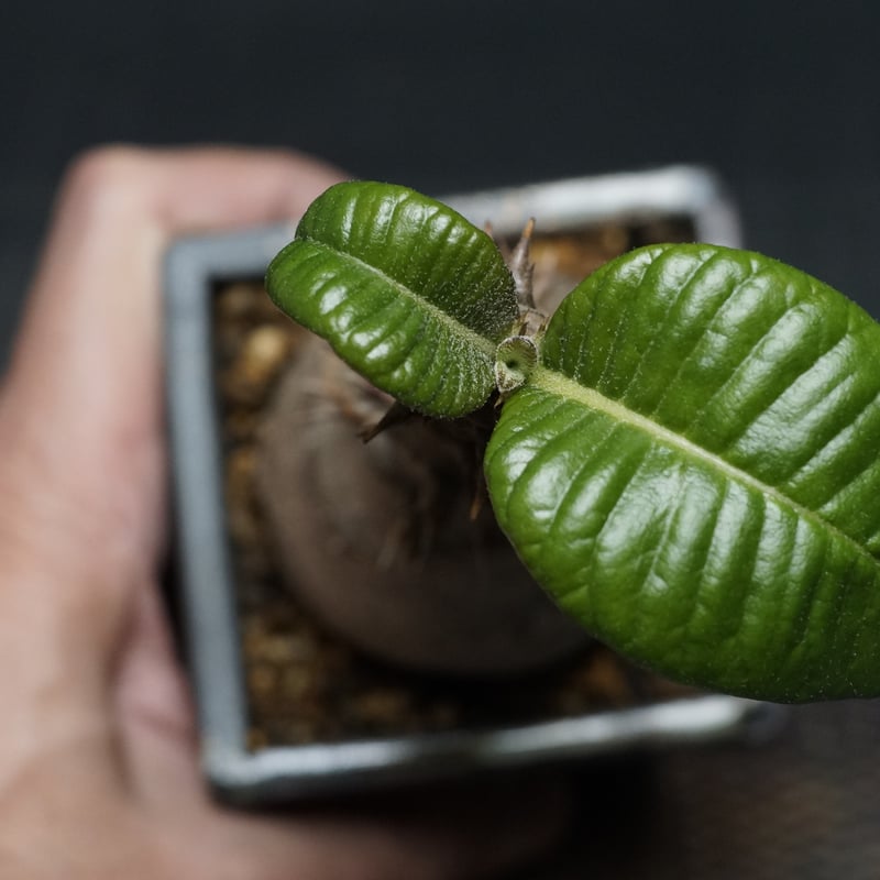 Pachypodium Windsorii