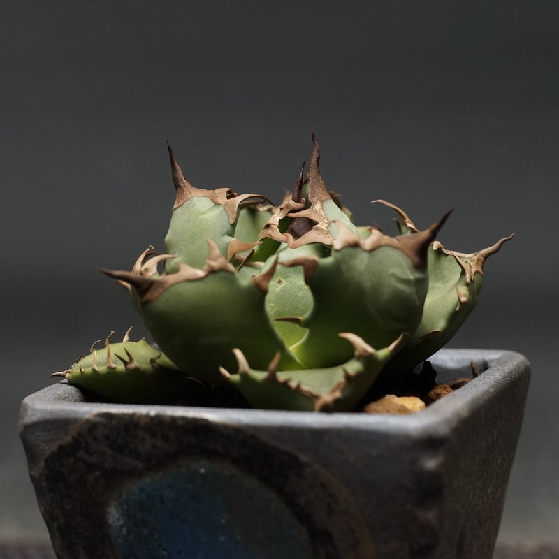 \"agave titanota 農大No.1\"　短葉　アガベ　チタノタ　強棘 agave titanota 農大No.1