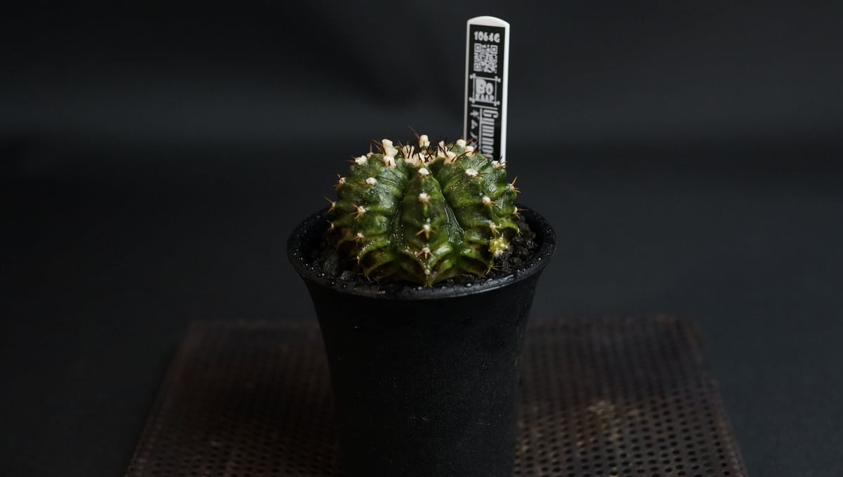 ギムノカリキウム　T-Rak fit=scale-down,w=1200