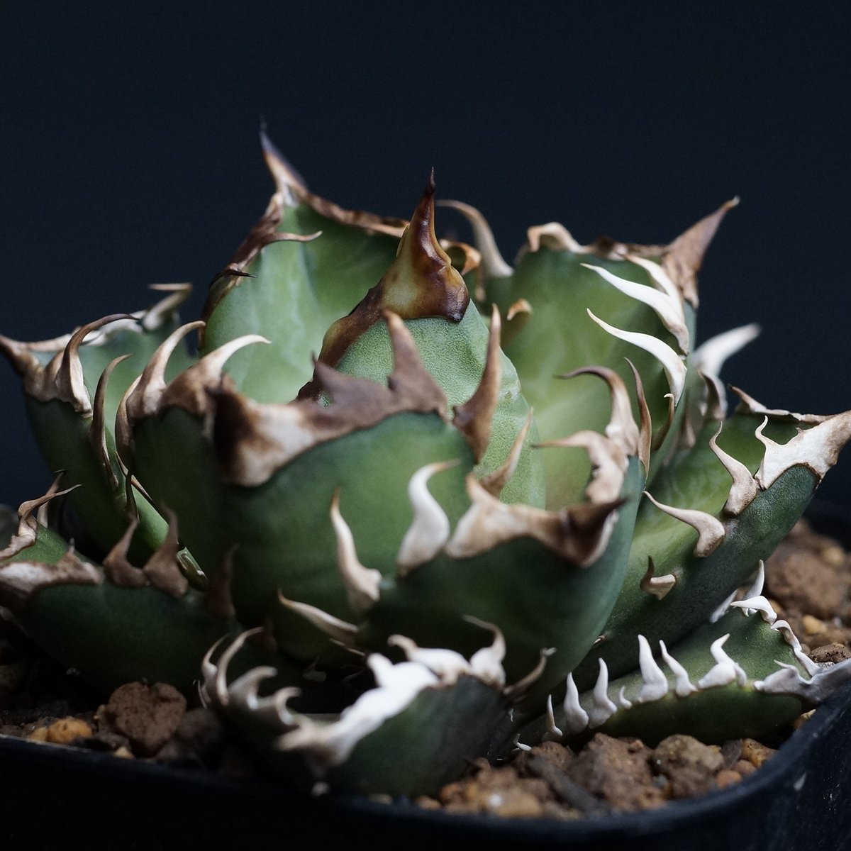 Agave titanota 'Red Catweezle'