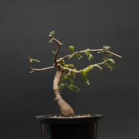 Boswellia dioscoridis