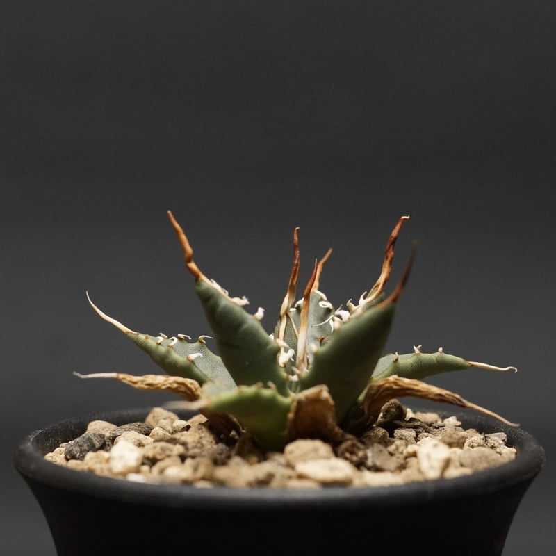 Agave utahensis var. eborispina