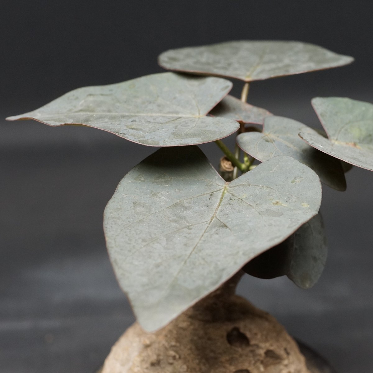 Adenia stylosa
