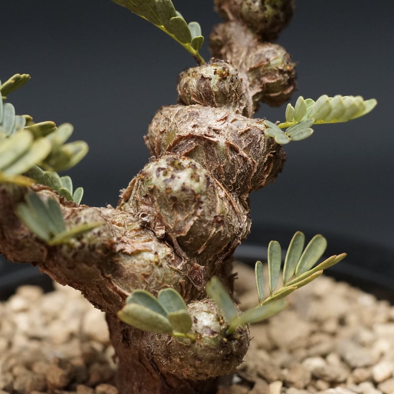 Senna meridionalis