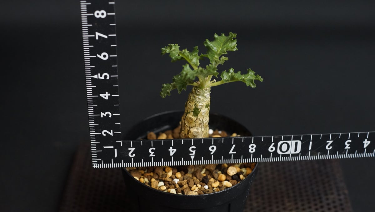 ドルステニア ジプソフィラ Dorstenia gypsofila 20170808 | SPG
