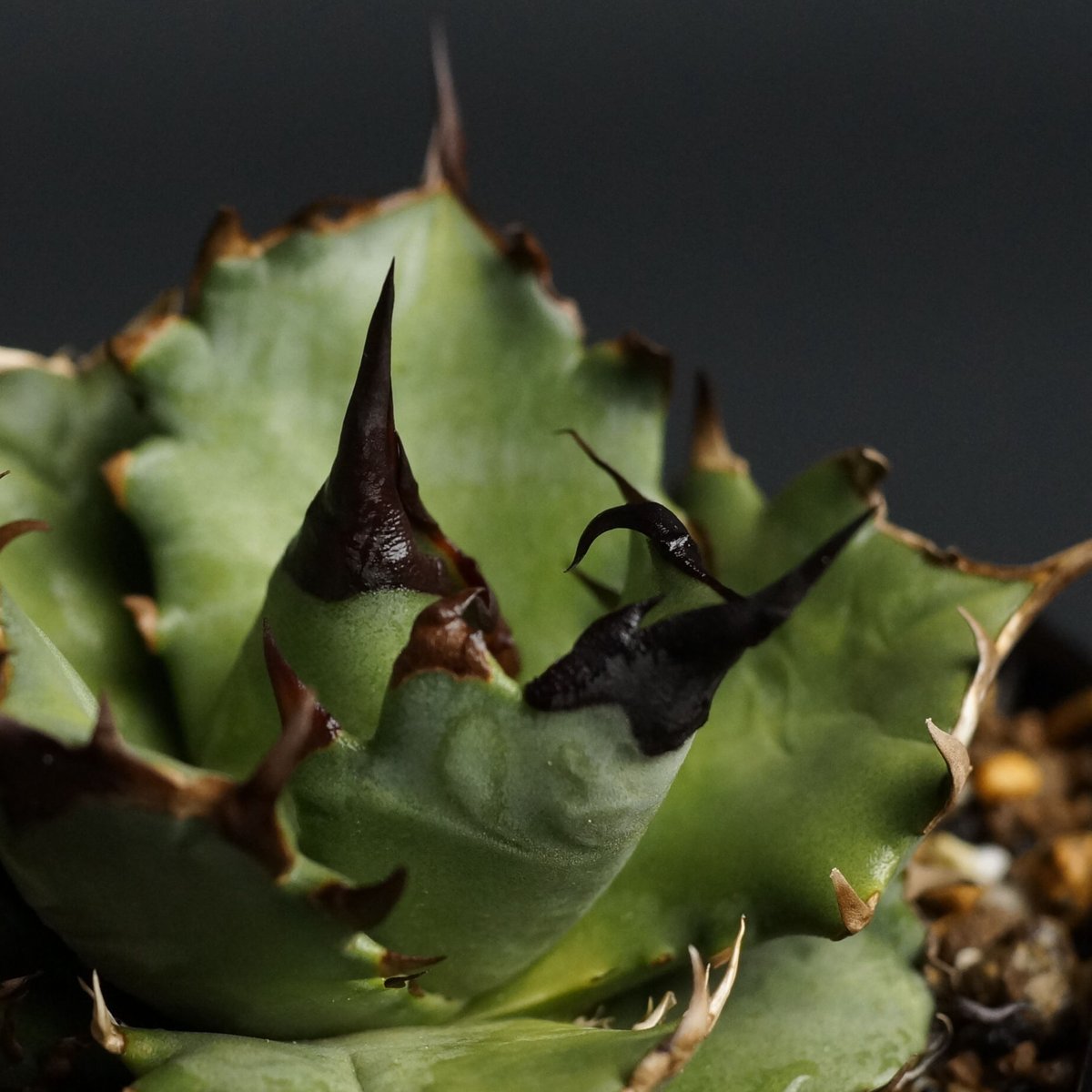 Agave titanota Agave titanota