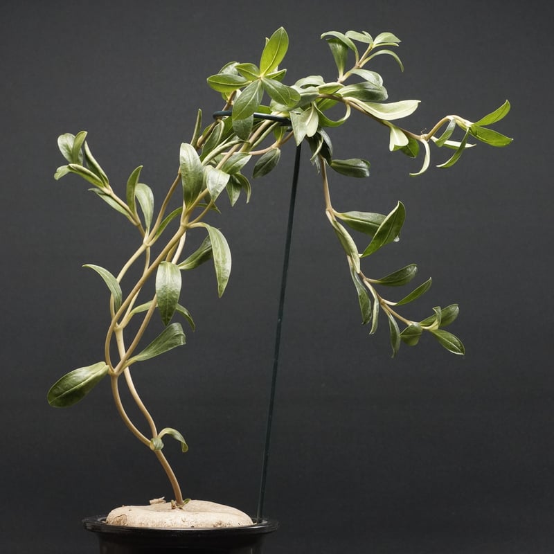 現品限り】ブラキステルマ・バーベラエ 竜卵窟 現地株 約1年半管理