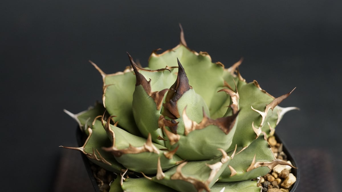Agave titanota