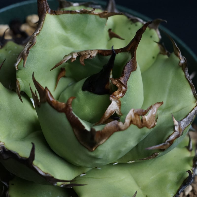 超優秀株　Agave titanta FO-76 Compact低重心 超優秀株 Agave titanta FO-76 Compact低重心