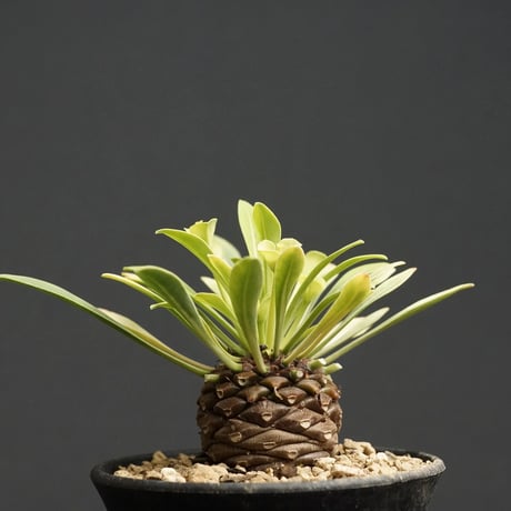 ユーフォルビア ブプレウリフォリア 鉄甲丸 ③ 大型 塊根植物 夏型 9fd43c2186f8d3d4b2511815c2edae