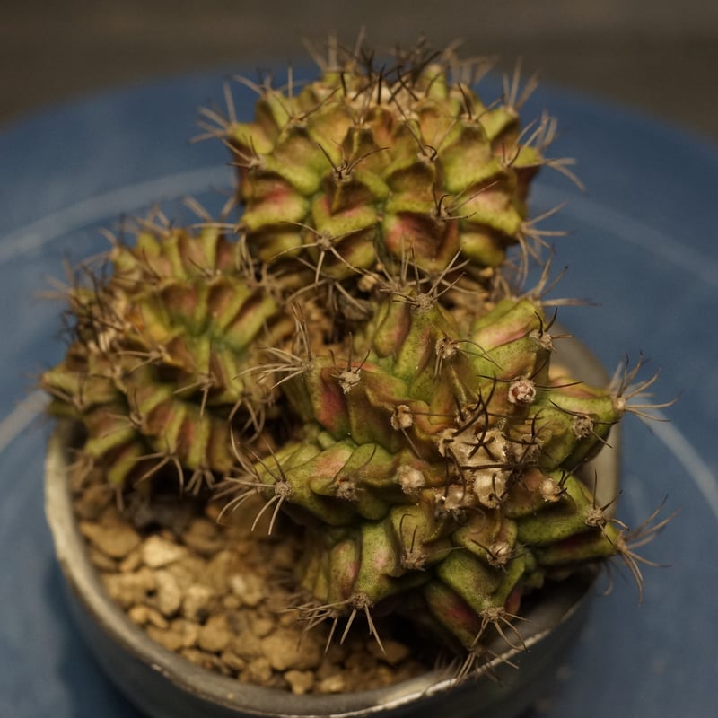 Gymnocalycium