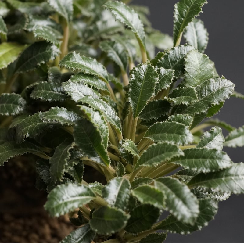 Dorstenia foetida 'Cristata'