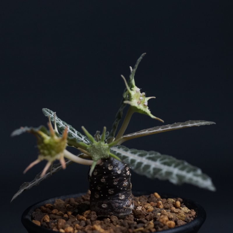Dorstenia lancifolia