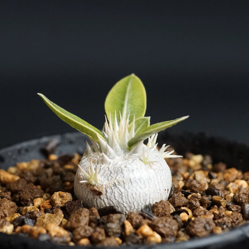 Pachypodium densiflorum
