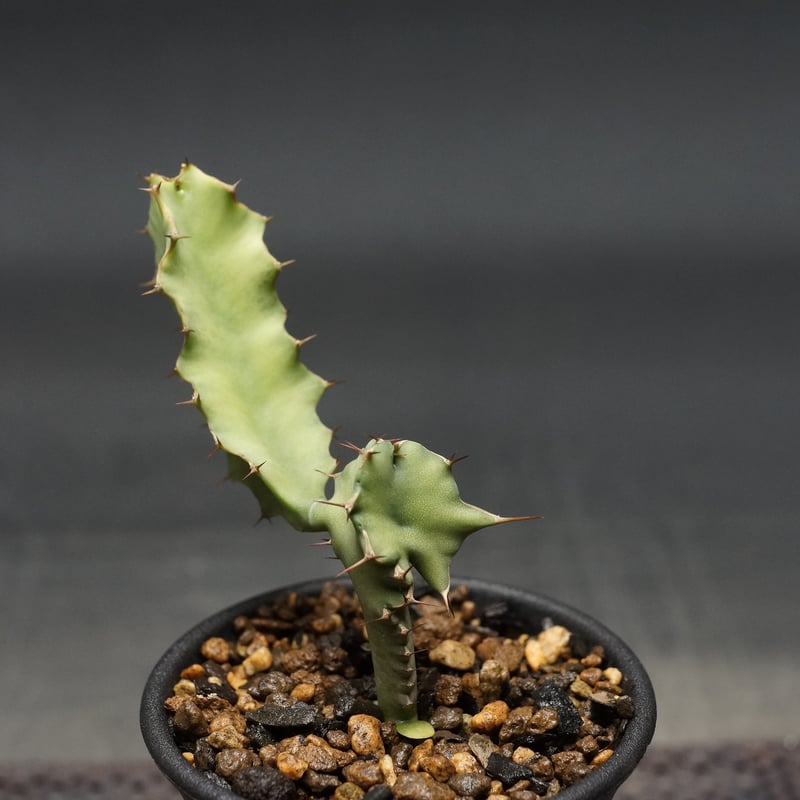 Euphorbia graniticola
