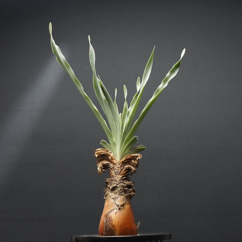 Boophane disticha