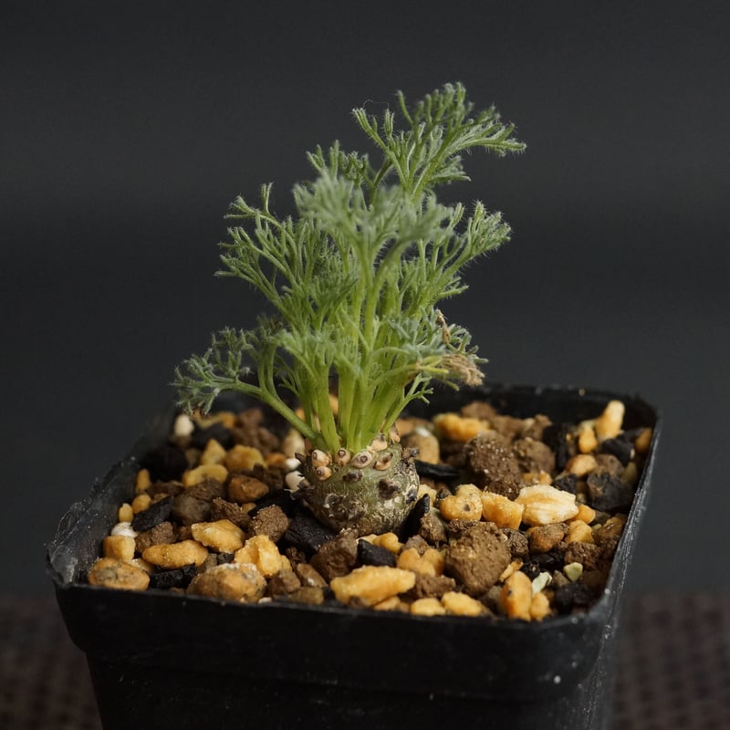 Sarcocaulon peniculinum