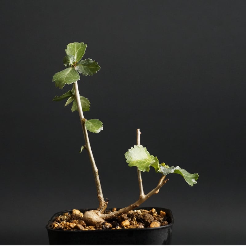 コミフォラ ワイティー コミフォラ：ワイティ 5号鉢植え の通販 | 園芸ネット