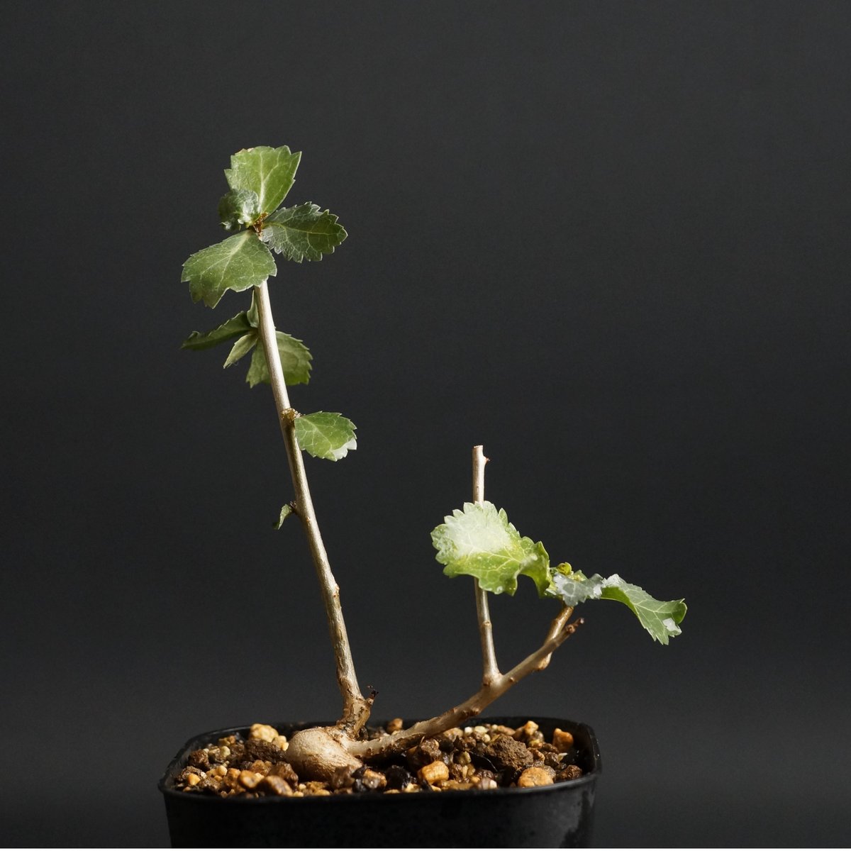 Commiphora wightii