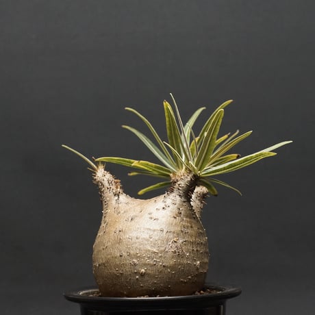 グラキリス ベアルート株 ダブルヘッド 状態良好 爆大 超感謝価格